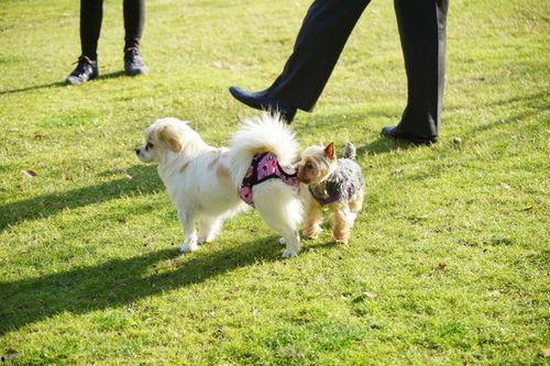 大狗最新爆料图片高清版,高清版图片揭秘神秘内容